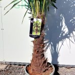 Palma konopná (Trachycarpus fortunei) - výška kmeňa 40-50 cm, celková výška 120-160 cm, kont. C20L/55L (-17°C)